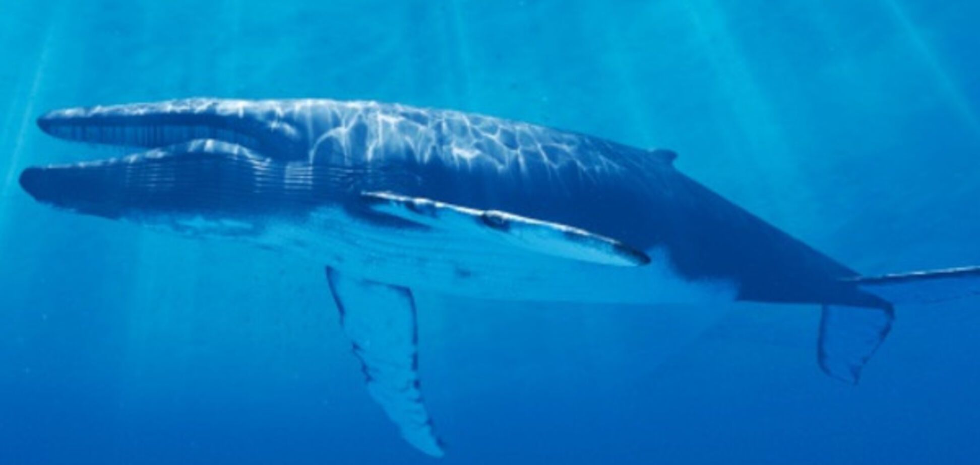 'Синій кит' захоплює світ? Про тривожну тенденцію