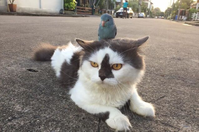 В соцсети набирает популярность видео, как птенец катается верхом на коте