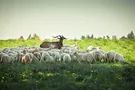 Мычание украинских ягнят и его жестокие враги