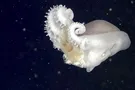 Семирукий осьминог