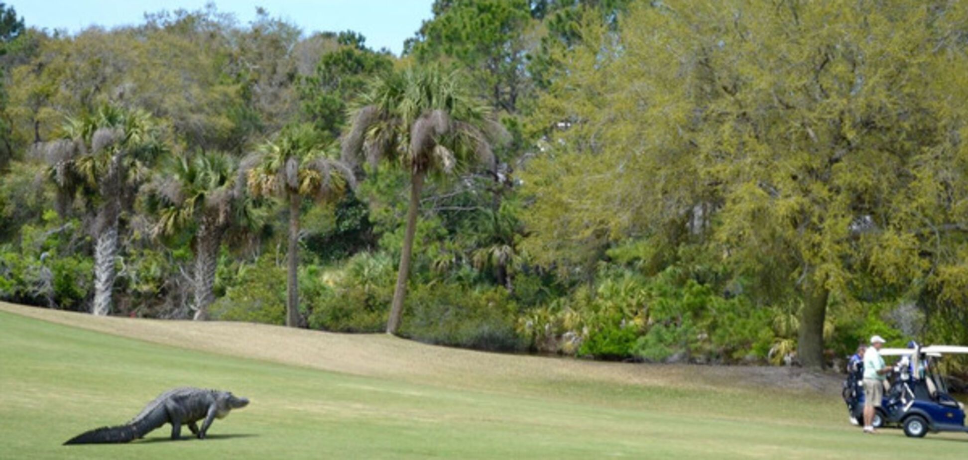 Гігантський алігатор розігнав турнір із гольфу
