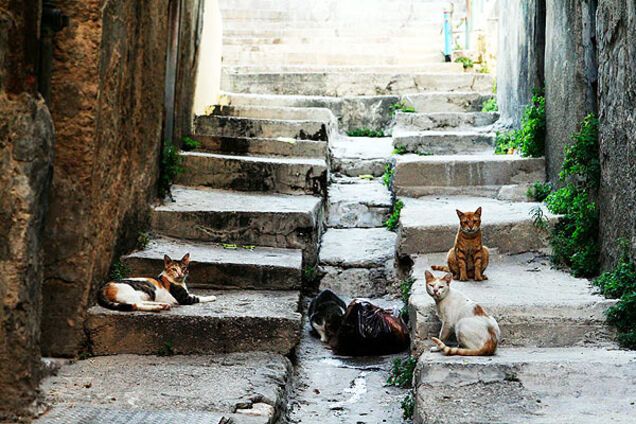 Запорожцы вступаются за уличных котов
