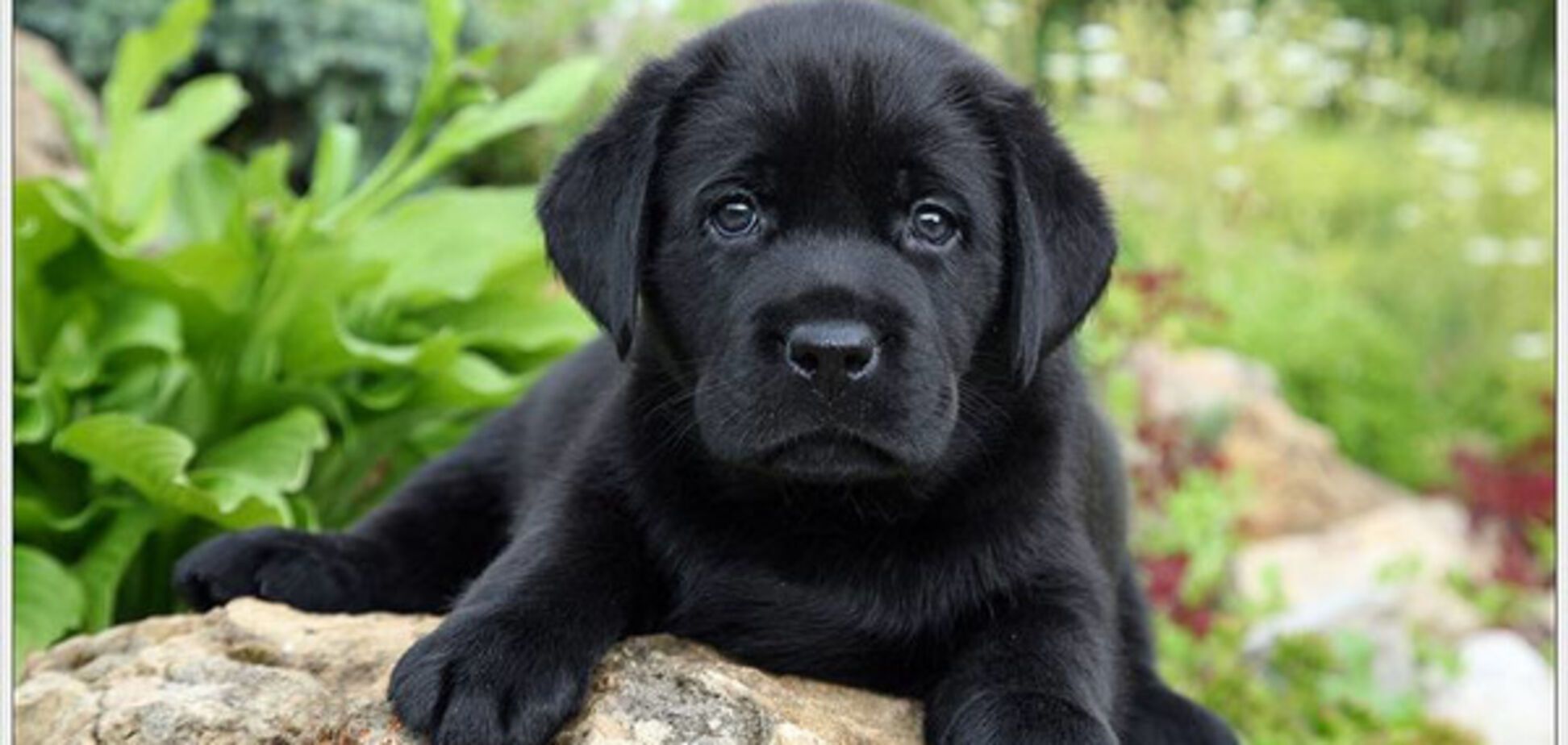 щенок лабрадора