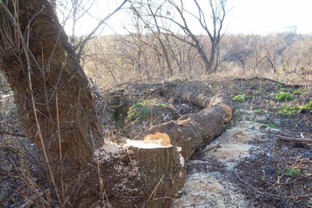 вырубка деревьев