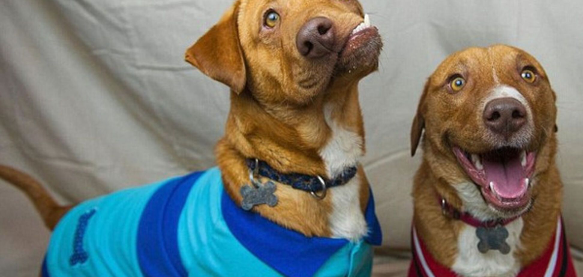 Пес с кривой мордой Пикассо