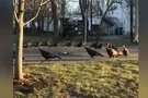 Таинственный ритуал: сеть озадачило видео хоровода индеек вокруг мертвого кота