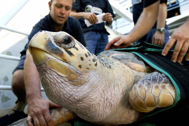 В таиландском зоопарке из желудка черепахи извлекли 5 кг монет