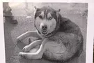 хаски
