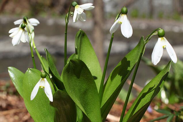 Подснежники