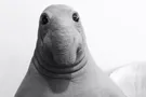 Ждун