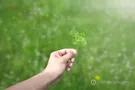 Клевер