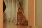 кот