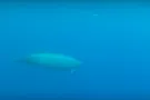 Ремнезубые киты Тру (Mesoplodon mirus)