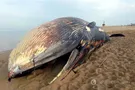 Синий Кит