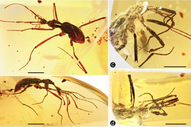 Янтарь, жук