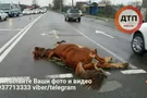 Лошадь