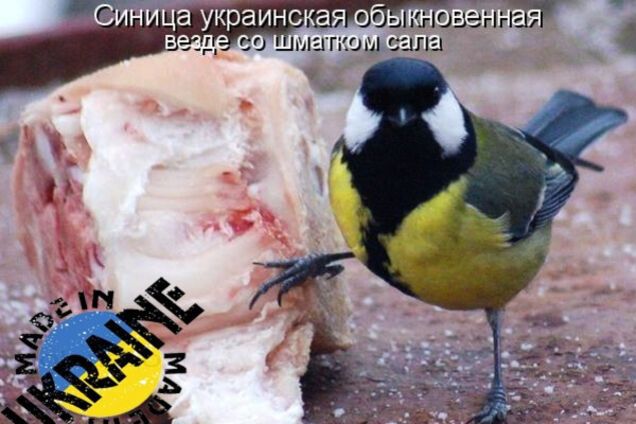 синица, Украина, сало
