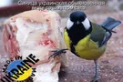 синица, Украина, сало