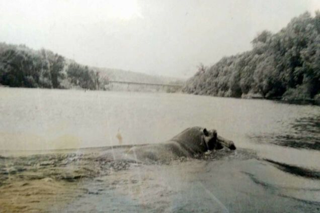 Бегемот плывет по Северскому Донцу