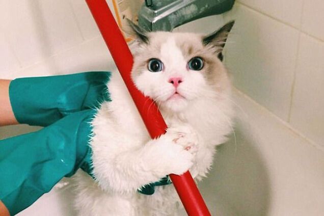 смешной кот