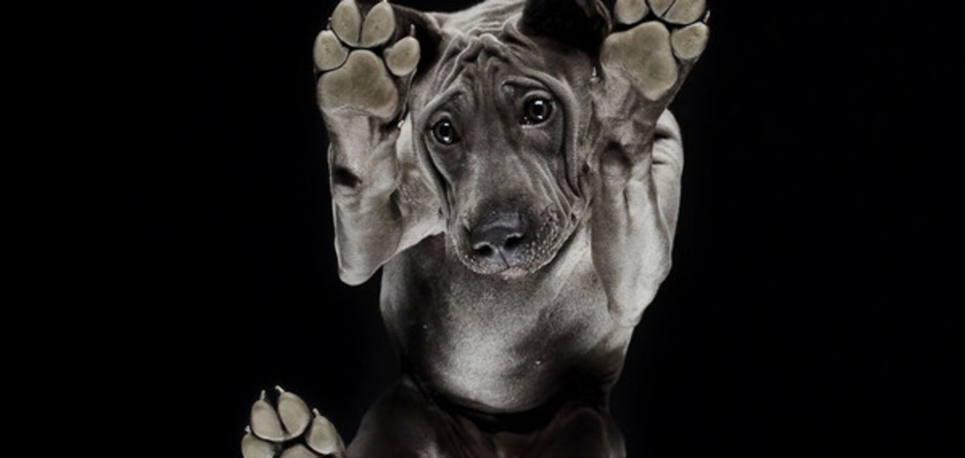 Собака, взгляд снизу