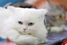 Украинский кот