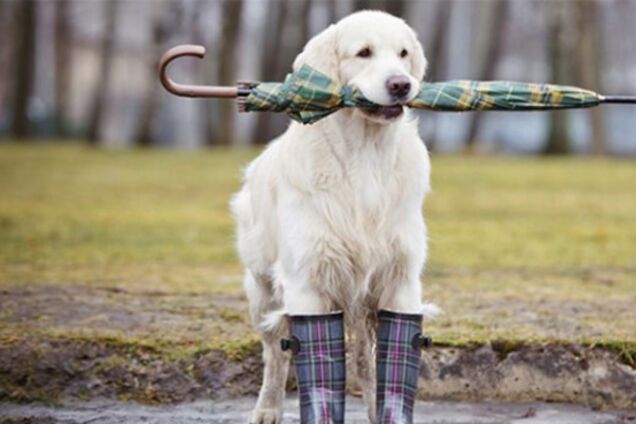 Сумасшедший 13 апреля на Обозреватель.LIVE