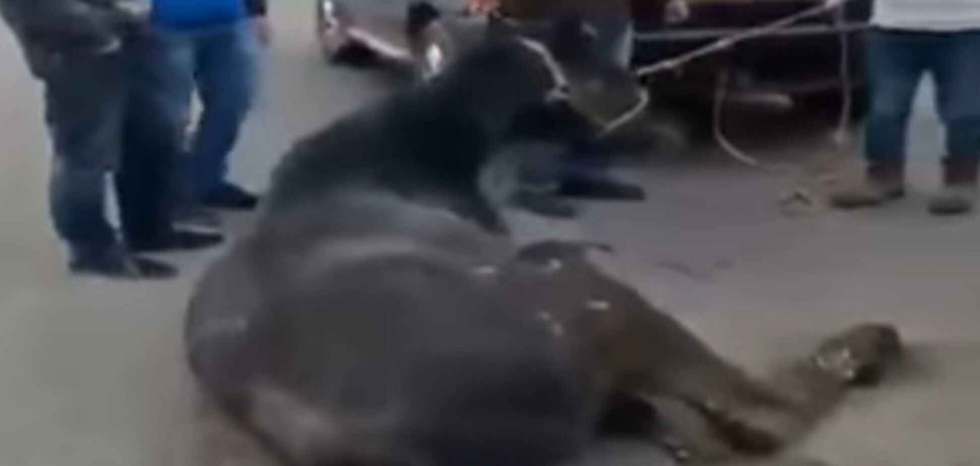 Хасады привязали лошадь к машине