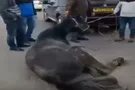 Хасады привязали лошадь к машине