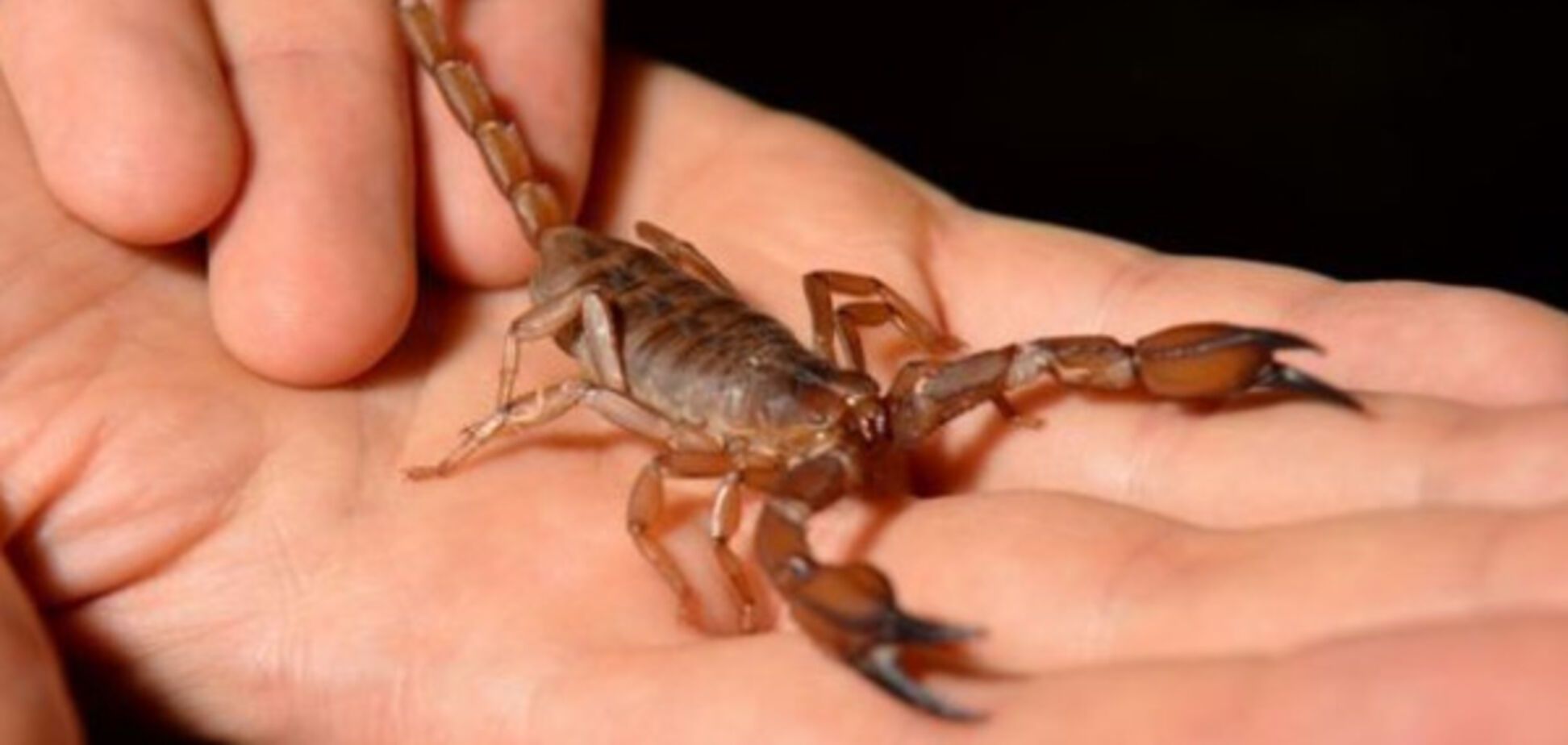 Пассажира бизнес-класса United Airlines ужалил скорпион