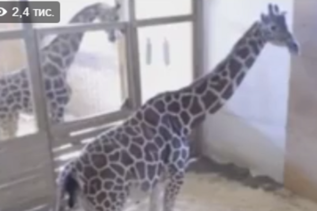 'Давай, тужься!' Роды жирафихи в прямом эфире посмотрели тысячи сопереживающих