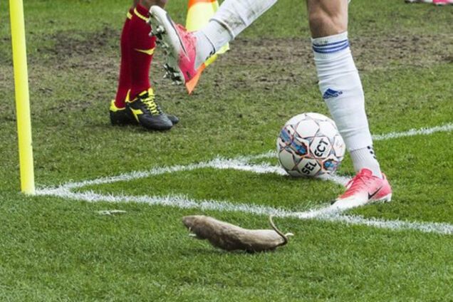 Чемпіонат Данії щури