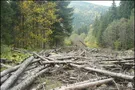Как зарабатывать на лесной промышленности: мировой опыт
