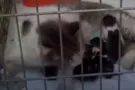 Кошка родила