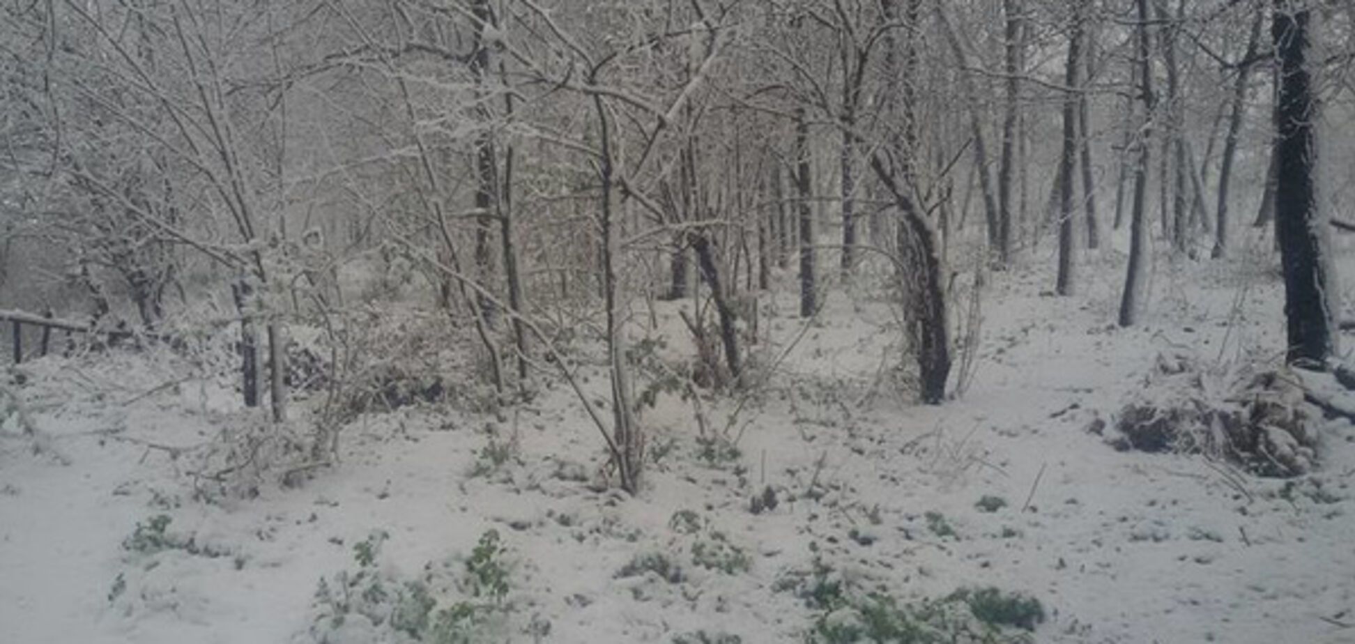 Квітневий сніг у Дніпрі