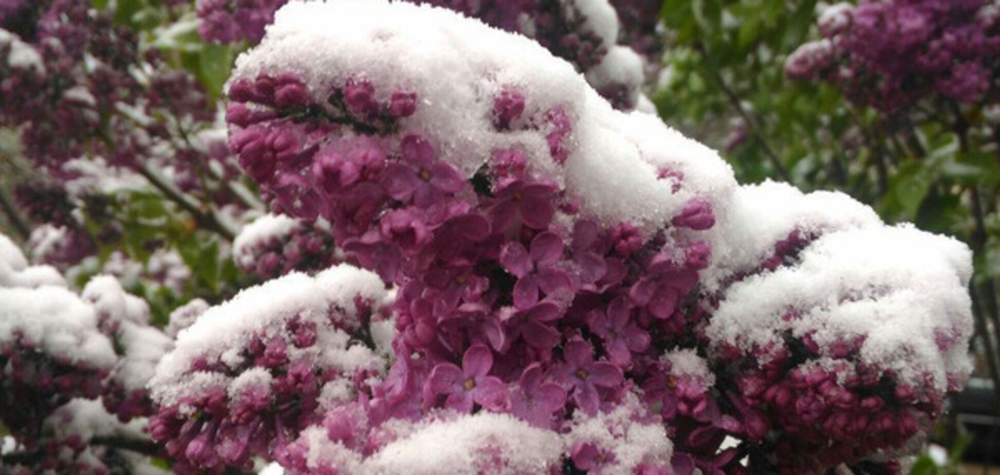 Новости Крымнаша. Гаага животворящая всё ближе