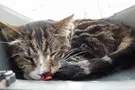 Кот выпал из окна