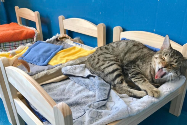 Кроватки для котов