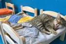Кроватки для котов