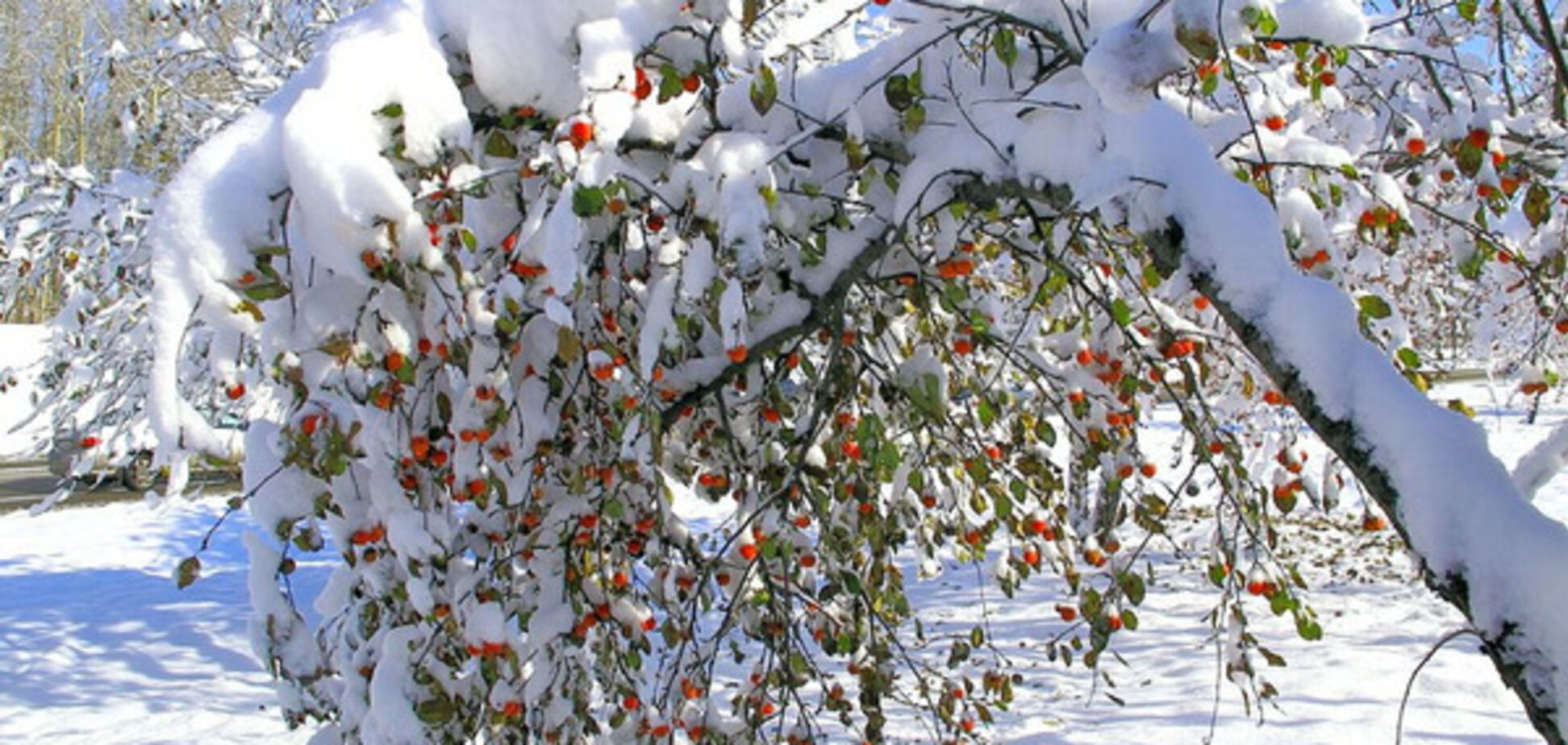 Снег на фруктовых деревьях