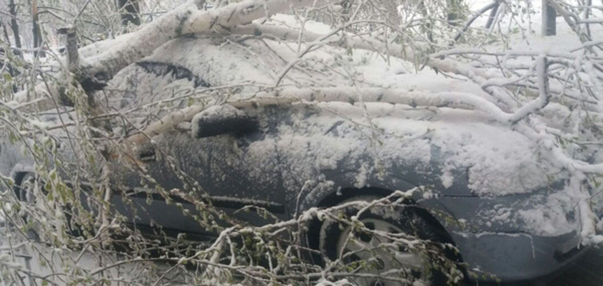 Погодное ЧП в Запорожье: город занесло снегом, шквальный ветер валит деревья (ФОТО)