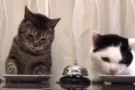 Коты