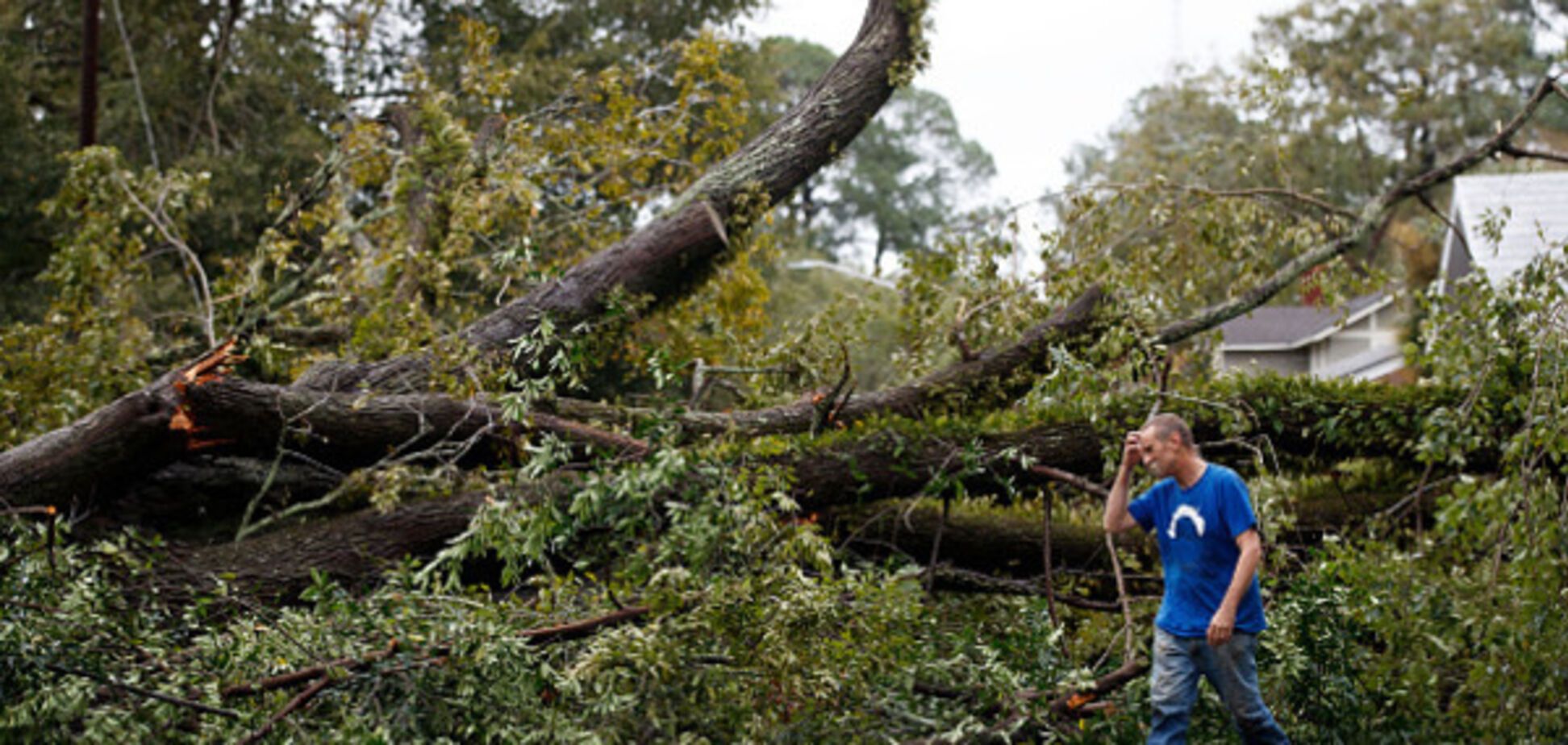 Упало дерево