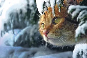 Весна