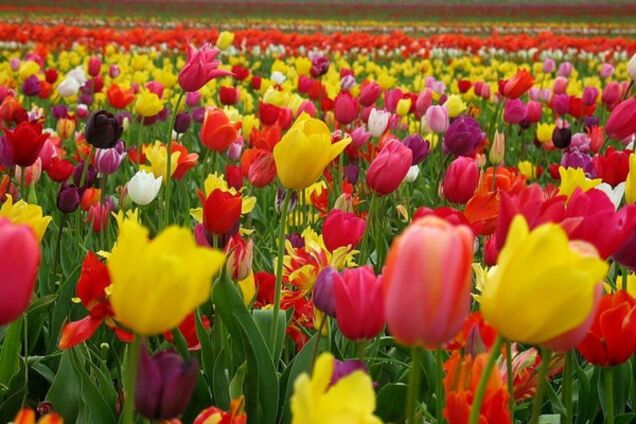 Запорожские вандалы уничтожили сотни цветов