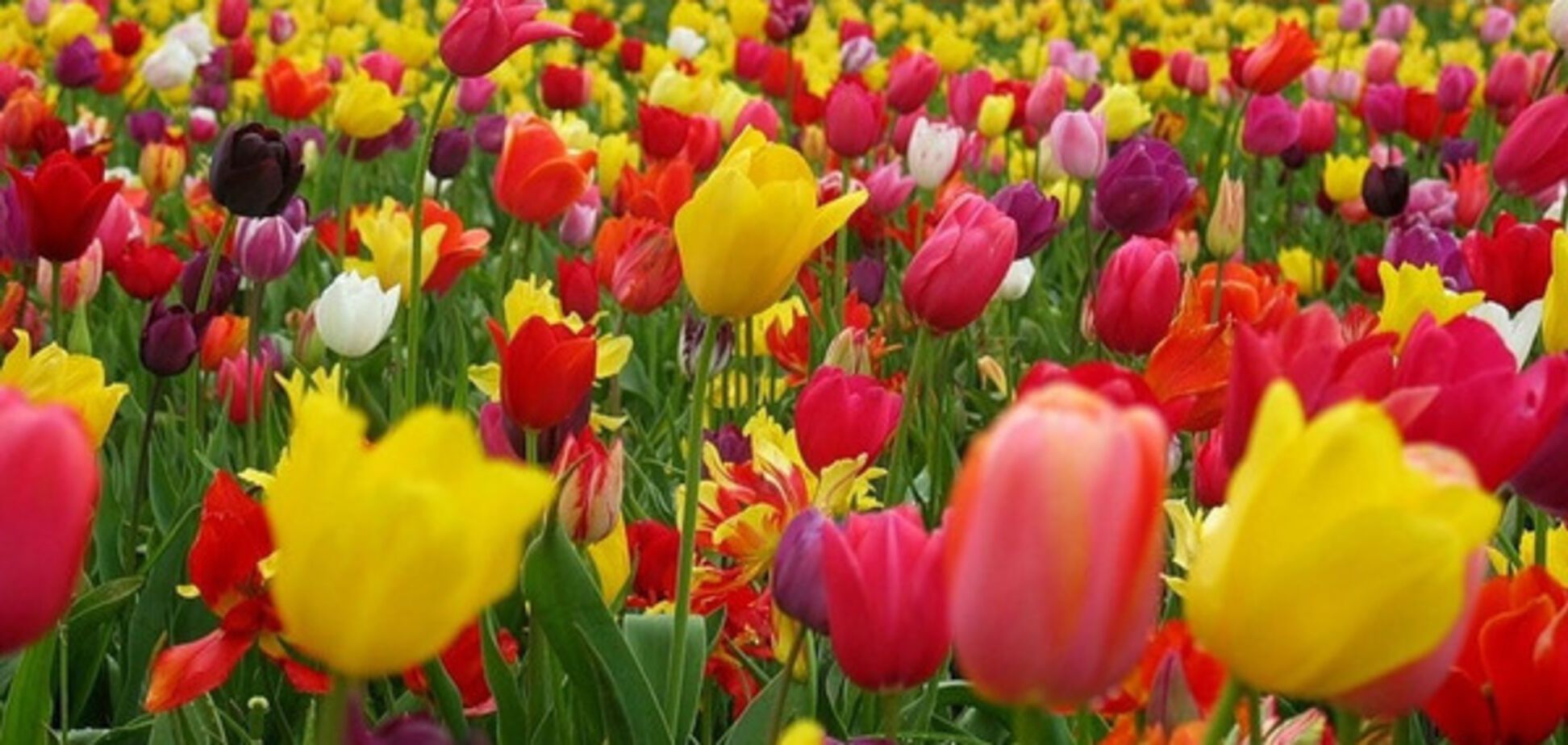 Запорожские вандалы уничтожили сотни цветов