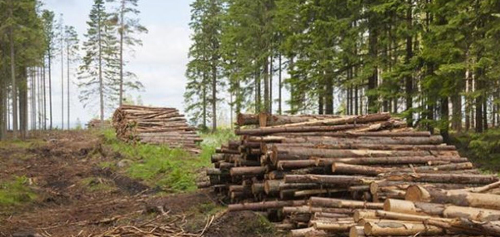 'Укравтодор' успішно опановує лісорубний бізнес?