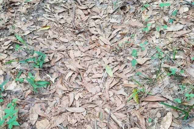 Змея в опавшей листве