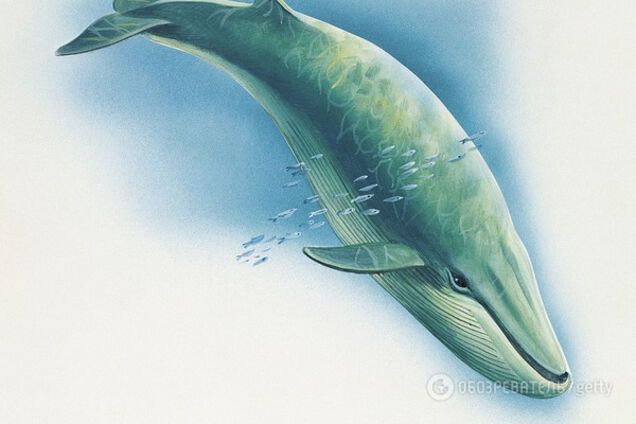 'Синий кит': британцы забили тревогу