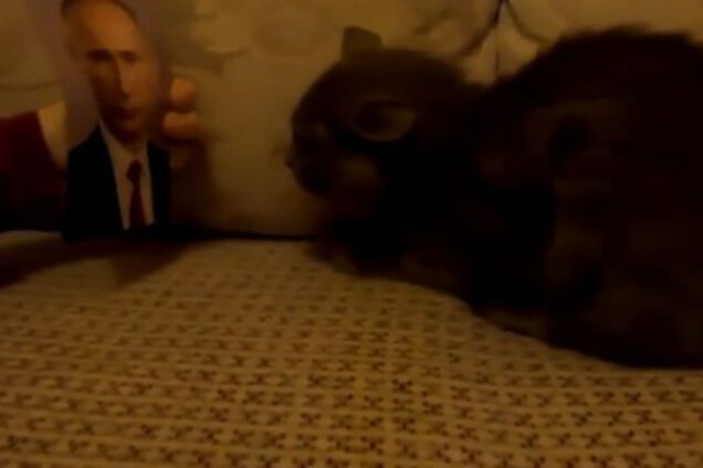 Кот и Владимир Путин